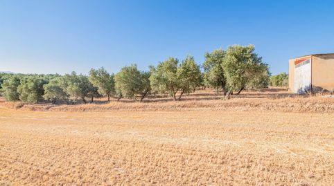 Olivar ecológico en Granada