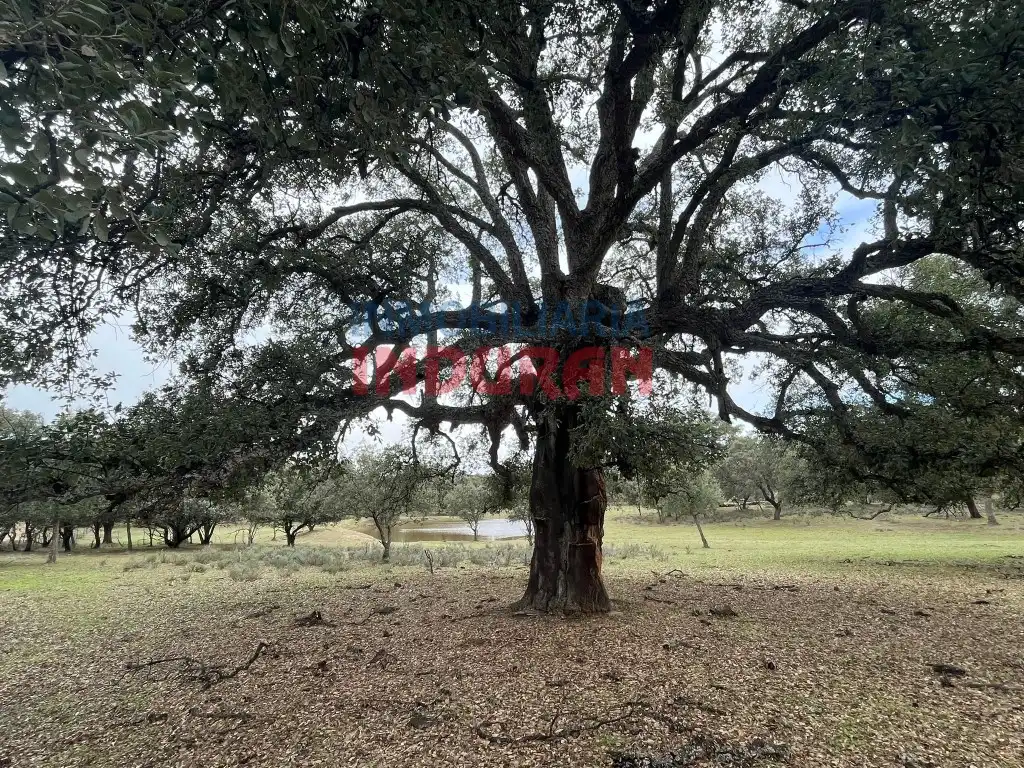 Finca rústica en venta en Calle Corchito, Majadas