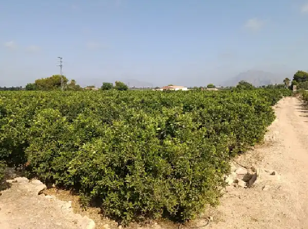 Rustikales Grundstück zum Verkauf in Jacarilla, imagen 14
