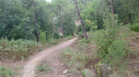 Terreny forestal edificable d´alzinar i pineda, immagine 2