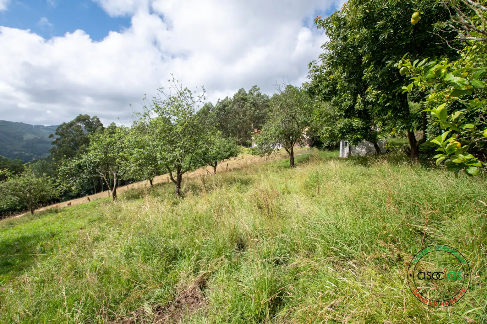 Casa o xalet en venda en Villaviciosa amb Jardí privat i Traster