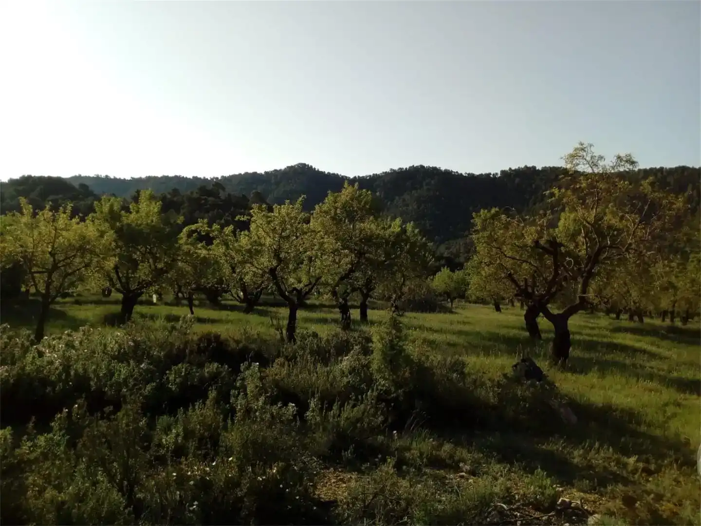 Finca rústica en venda en Fuentespalda