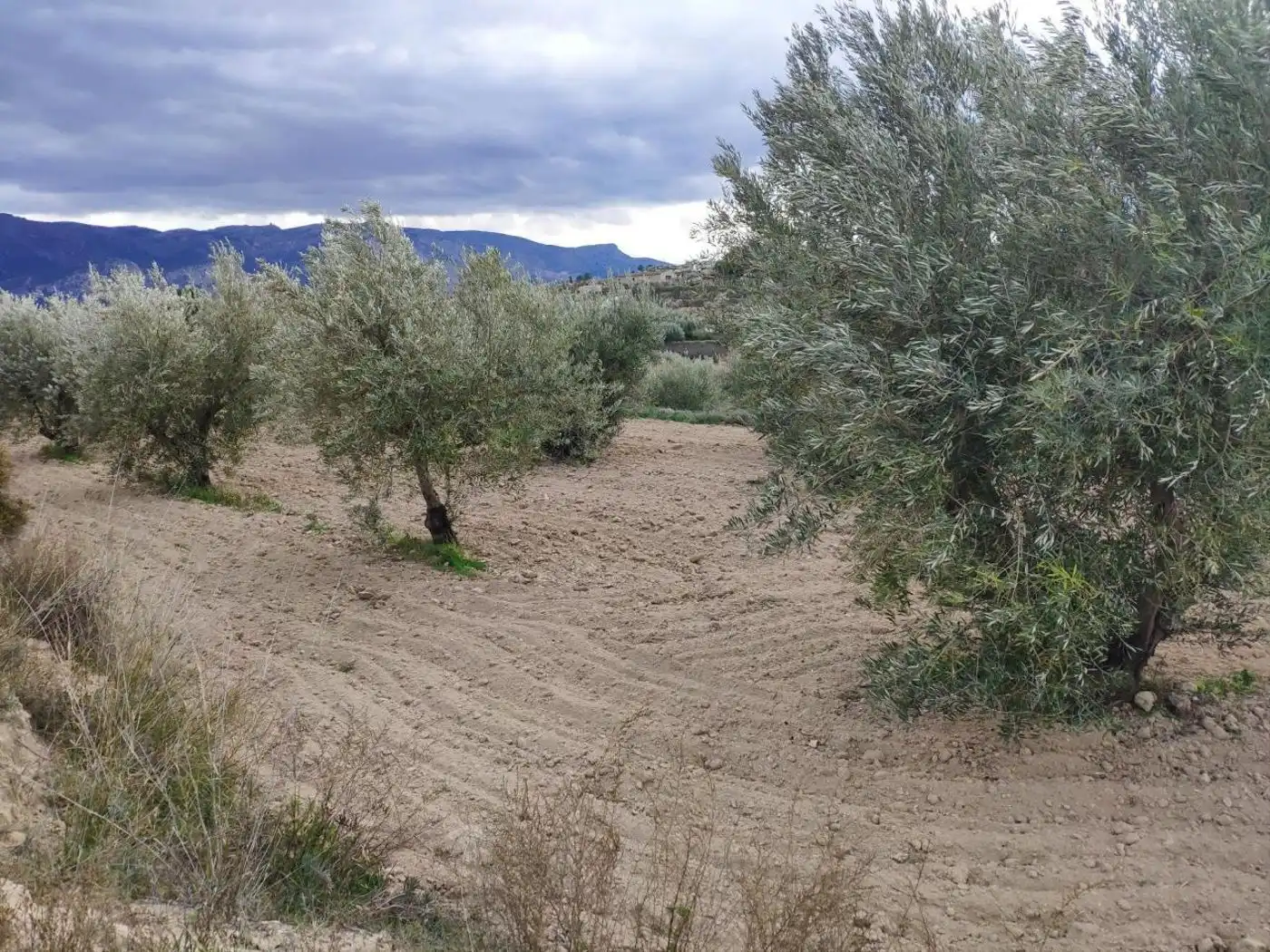 Terrain rustique à vendre à Calle Molinete 23