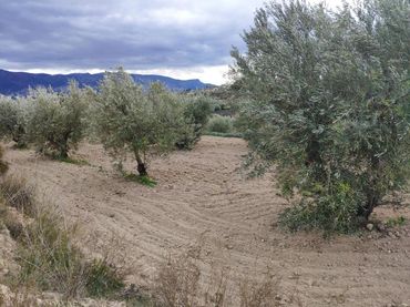 Terrain rustique à vendre à Calle Molinete 23