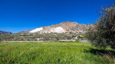 Terreno Rustico con Olivos Centenarios