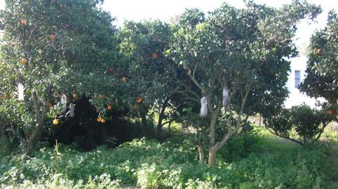 Foto 3 de Finca rústica en venda a Barbate ciudad, Cádiz