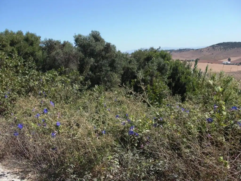 Terreni e lotti in vendita a Vejer, imagen 4
