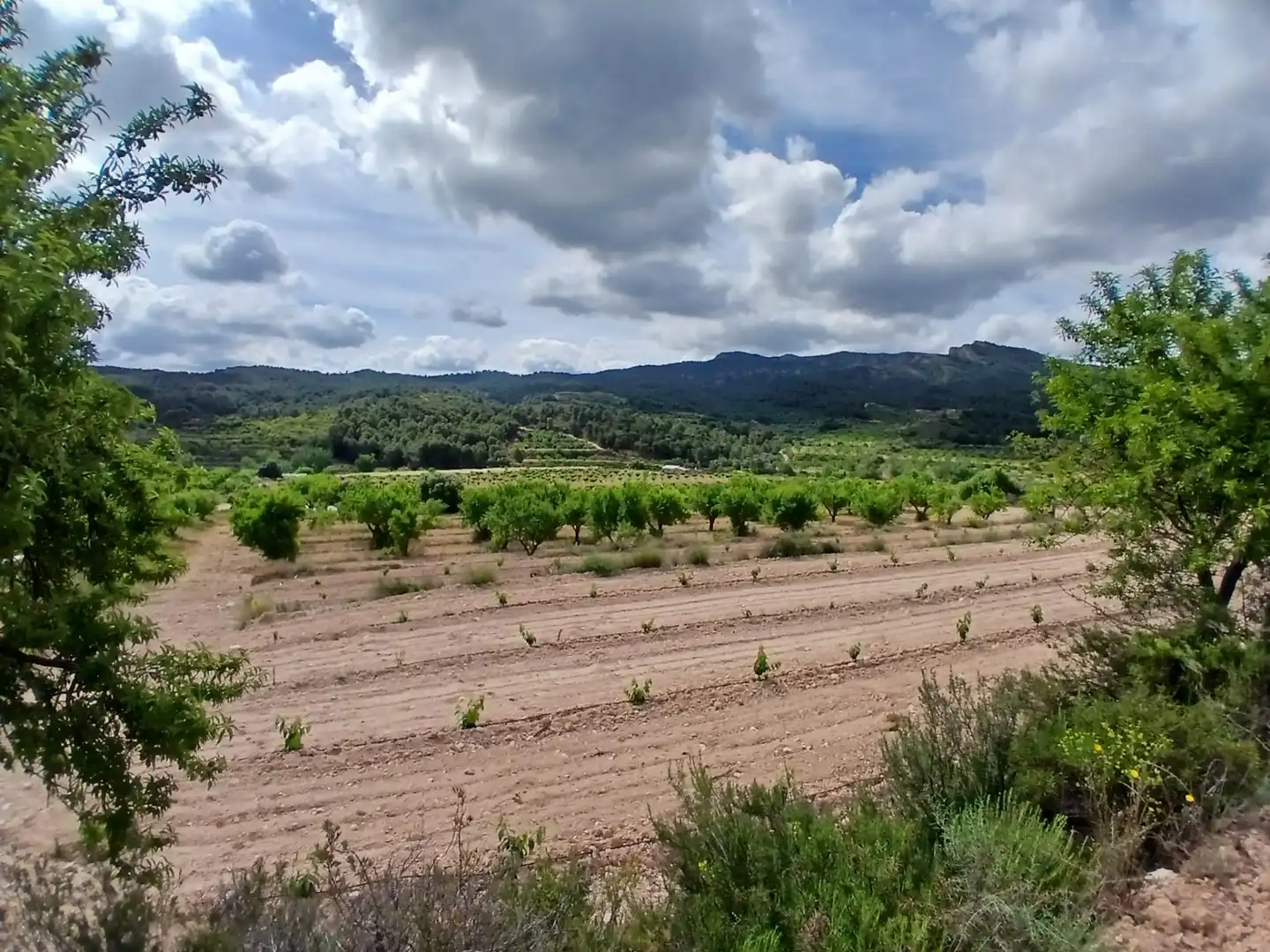 Rural land for sale in Corbera d'Ebre, imagen 9