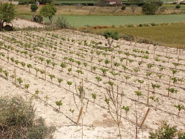 Terreno en Venta en Carrer del Vent, 10 en Monti-Sion