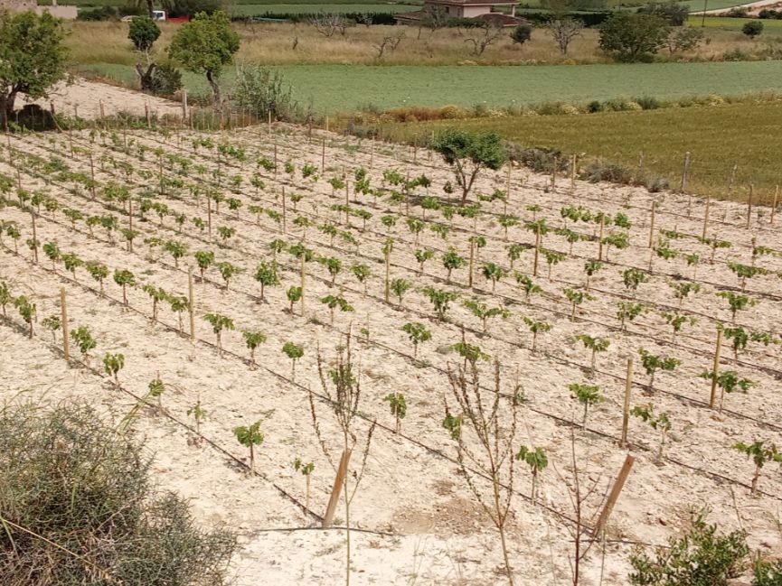 Jardín de Terreno en venta en  Palma de Mallorca