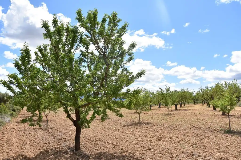 Terreni e lotti in vendita a Arens de Lledó, imagen 3