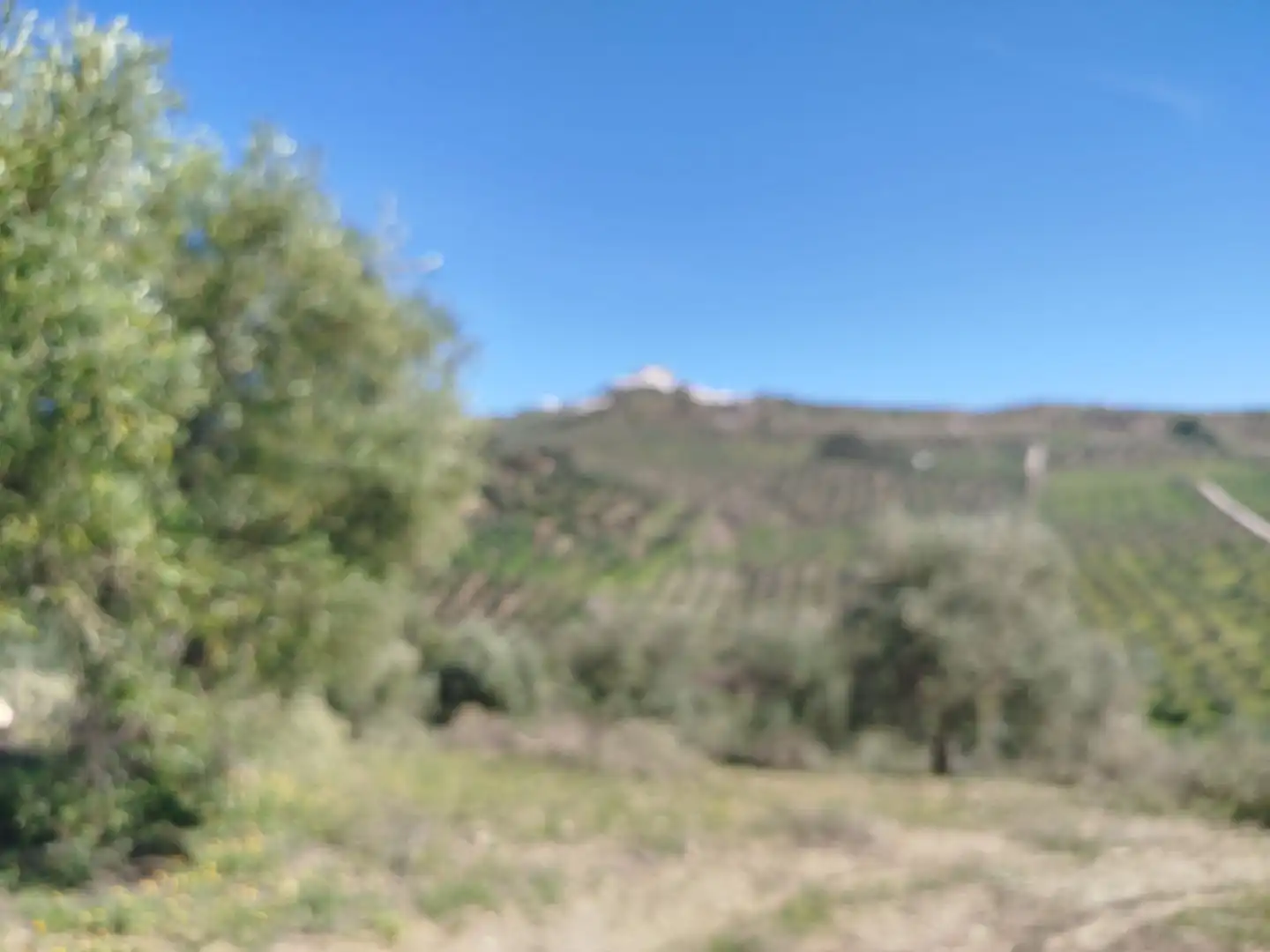 Terreno en venta en Olvera