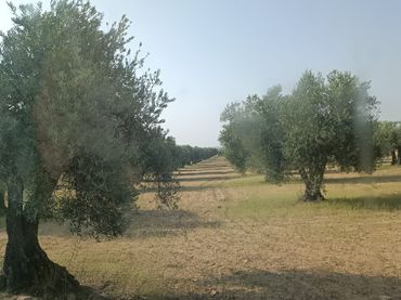 Terreno rustico in vendita a Calle Mascaraque 10