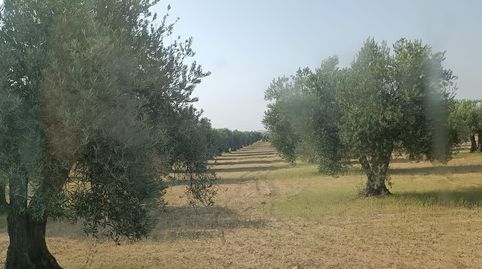 se vende olivar de 120 olivas zona de las arenas