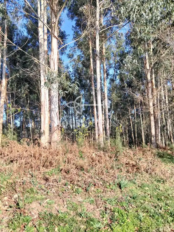 Terreni e lotti in vendita a Miño, imagen 6
