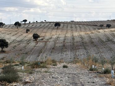 Rustikales Grundstück zum Verkauf in Pedro Martínez
