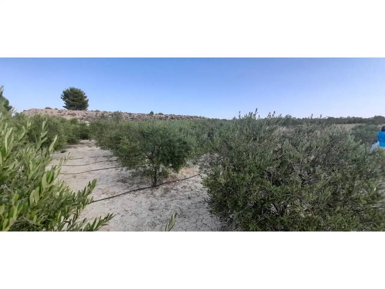 Rural land for sale in Calle MAYOR, imagen 25