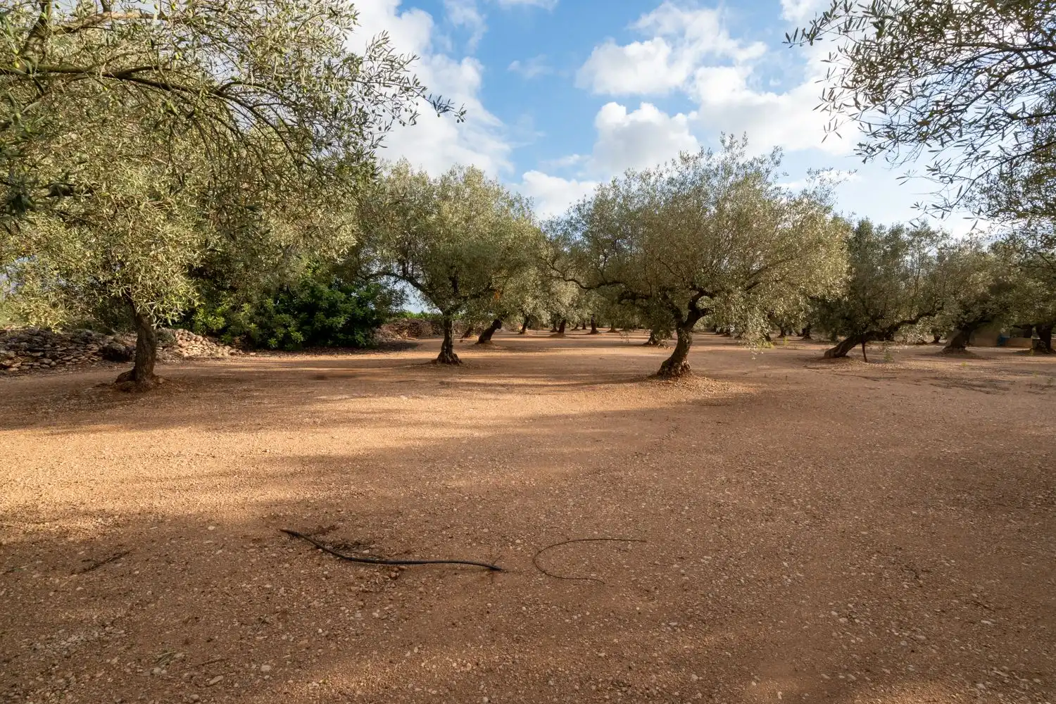 Terreno rústico en venta en La Galera, imagen 12
