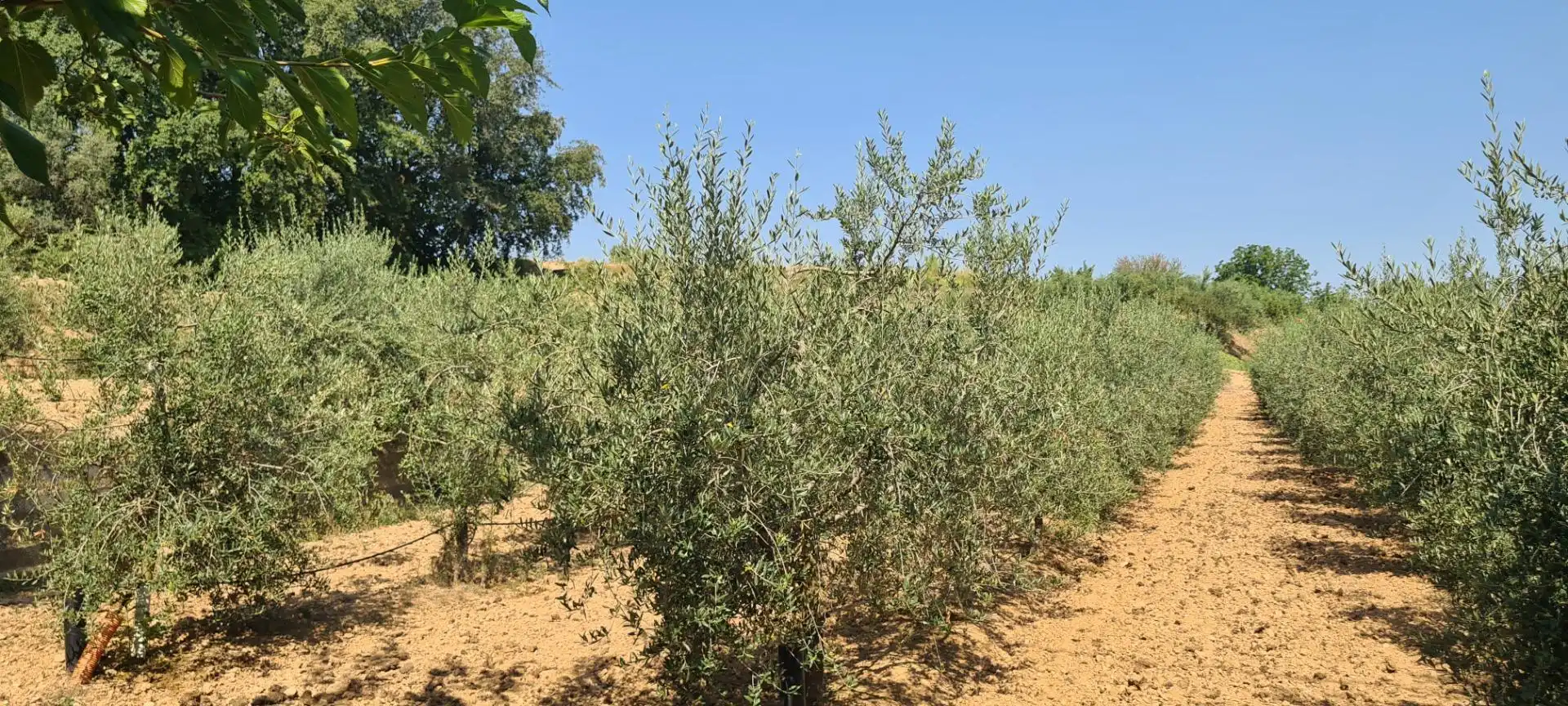 Terreno rustico in vendita a Partides de Lleida, imagen 24