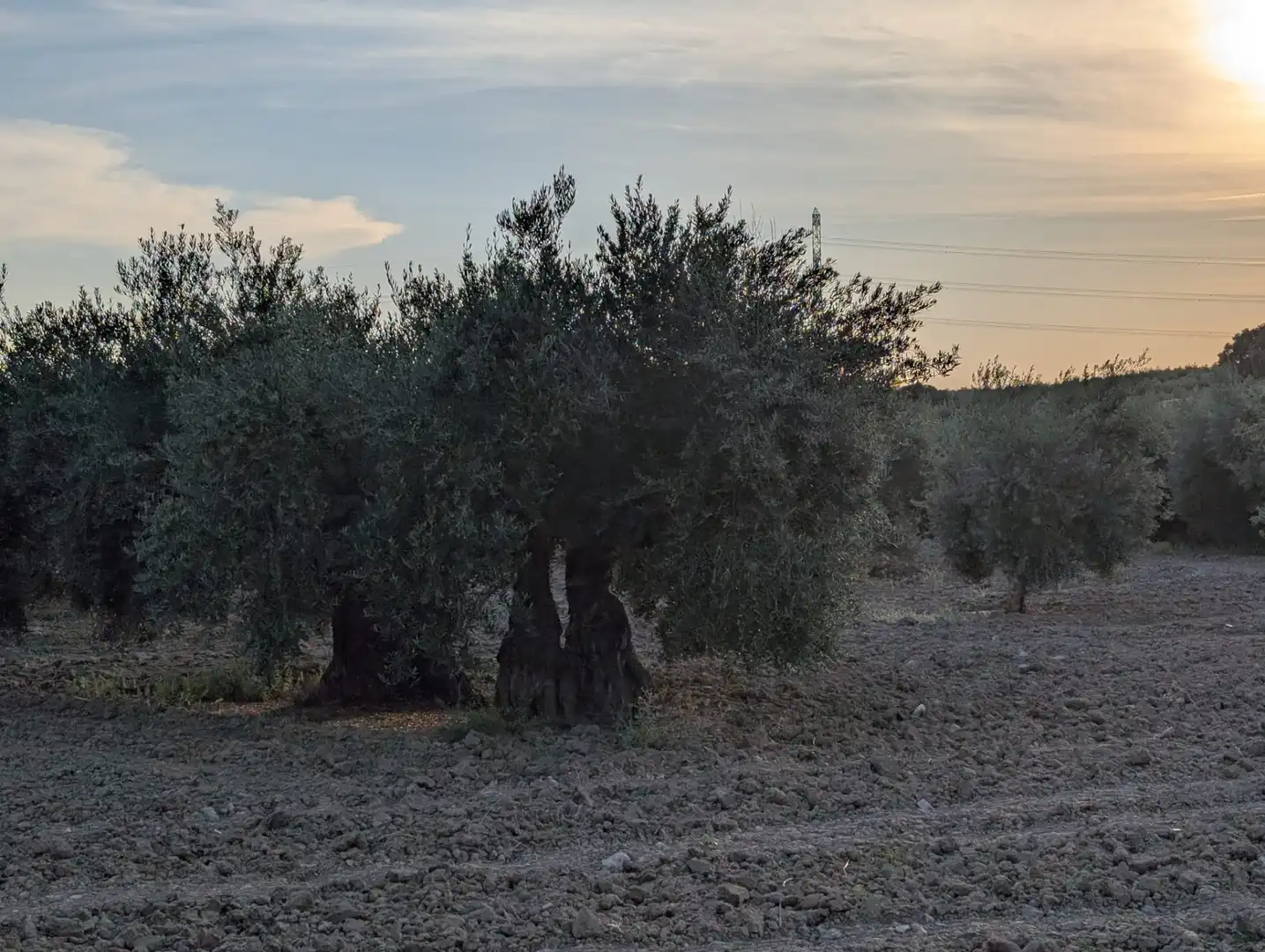 Garden of Land for sale in Lopera