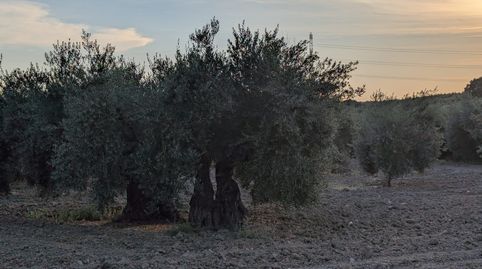 Foto 4 de Terreno en venta en N/a, -1, Lopera, Jaén