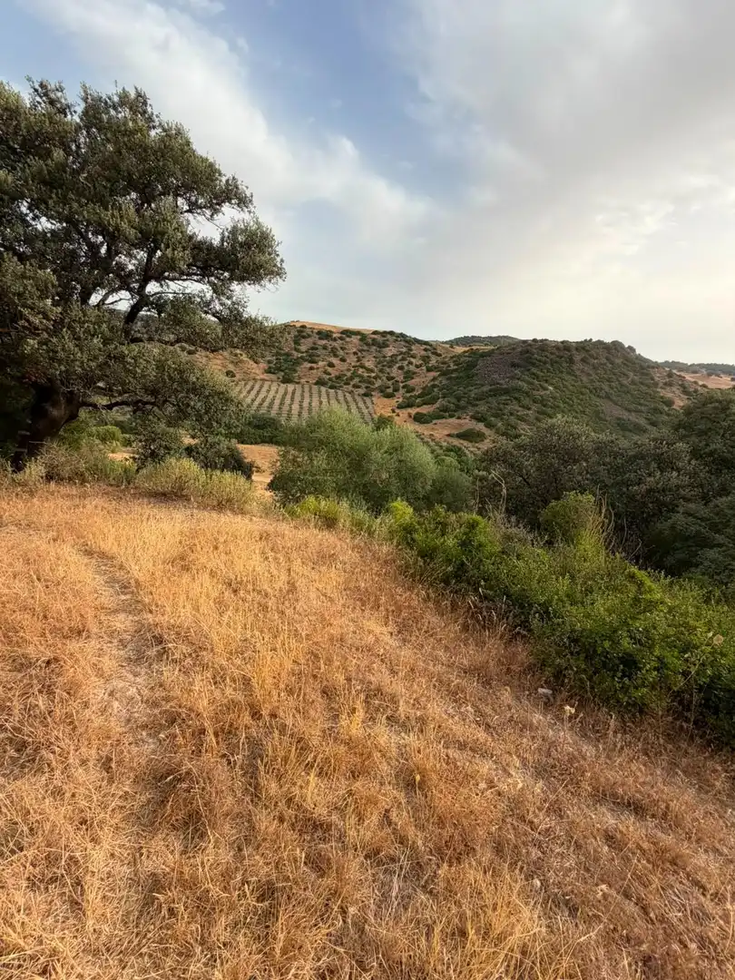 Rural land for sale in Morón de la Frontera, imagen 15