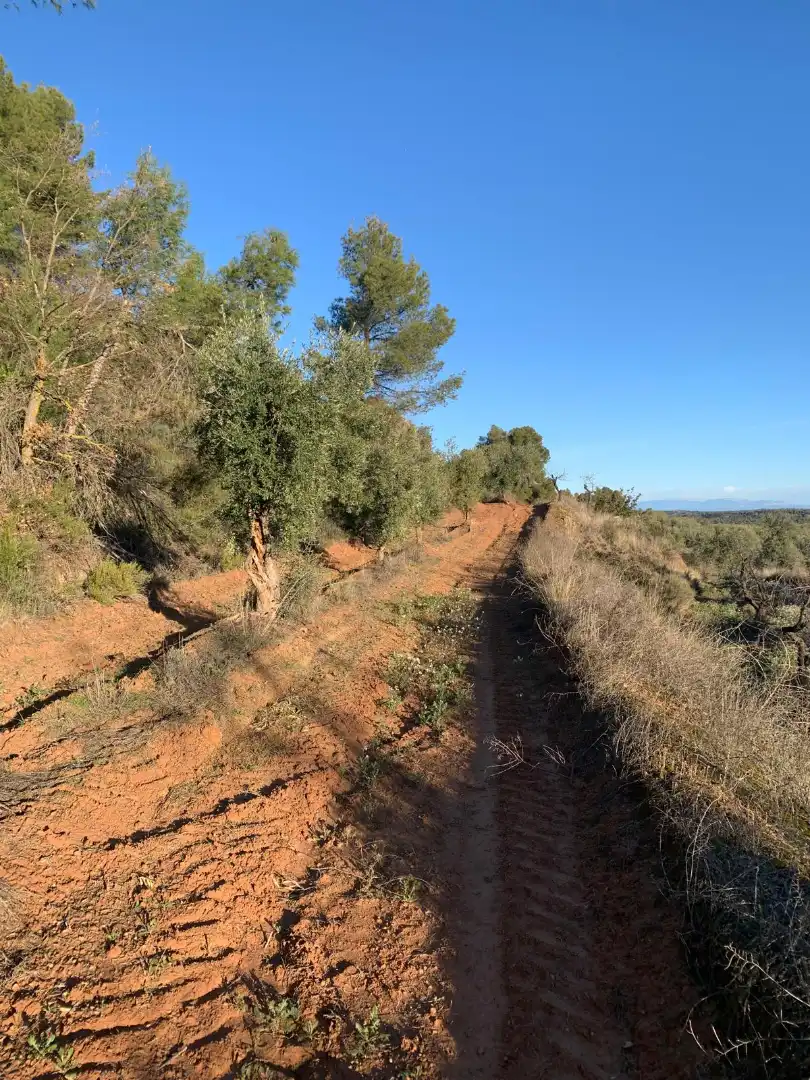 Terreno rustico in vendita a Juncosa, imagen 12