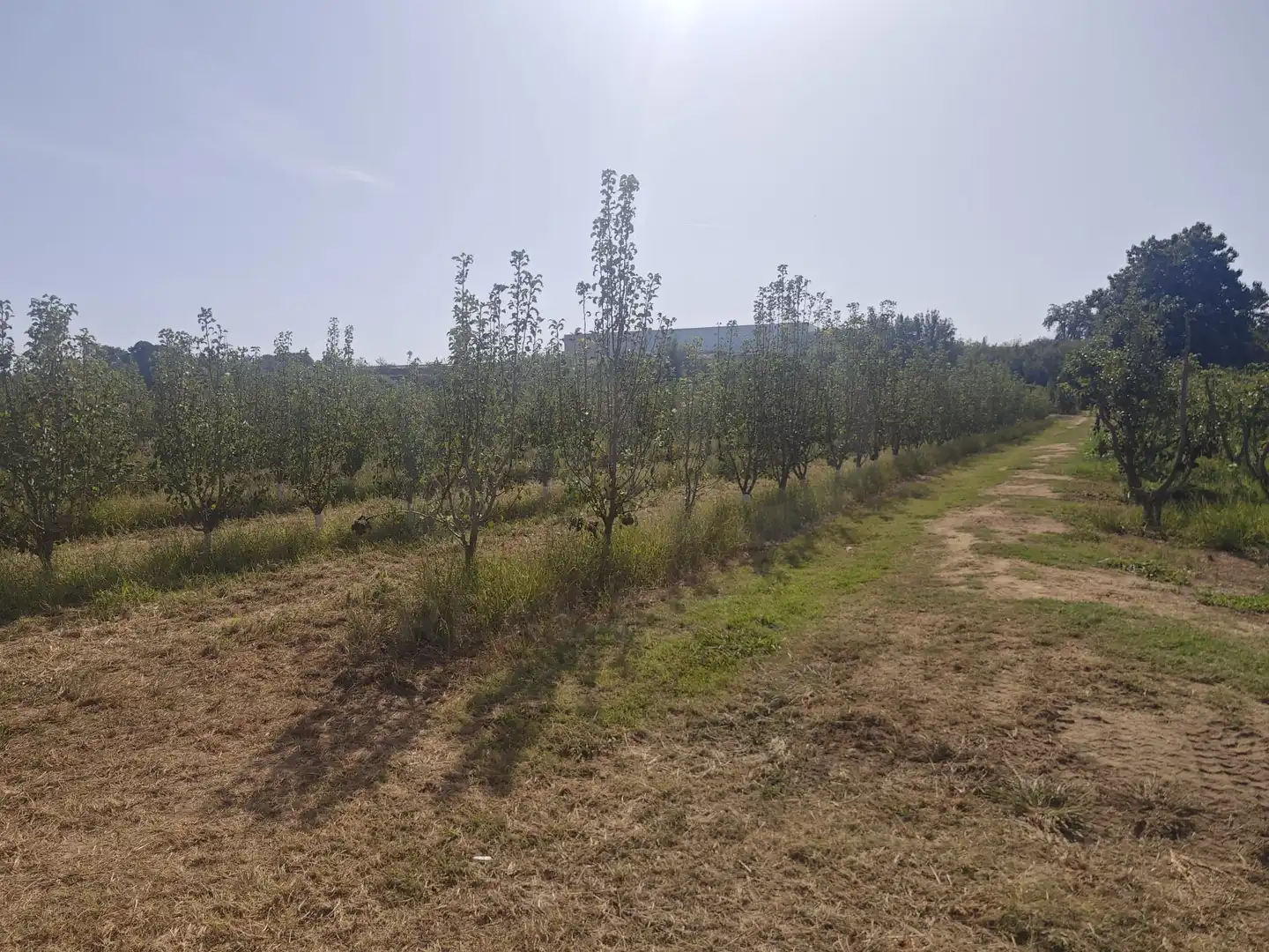 Land for sale in Albatàrrec