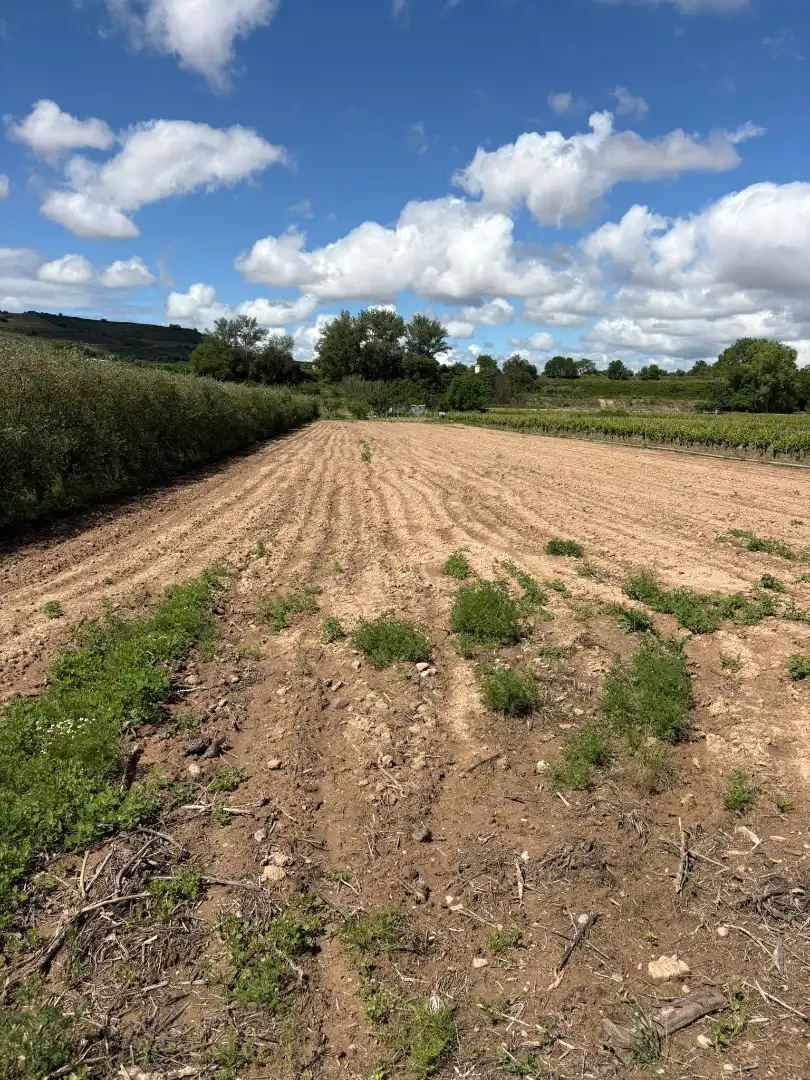 Rustikales Grundstück zum Verkauf in Cenicero, imagen 11