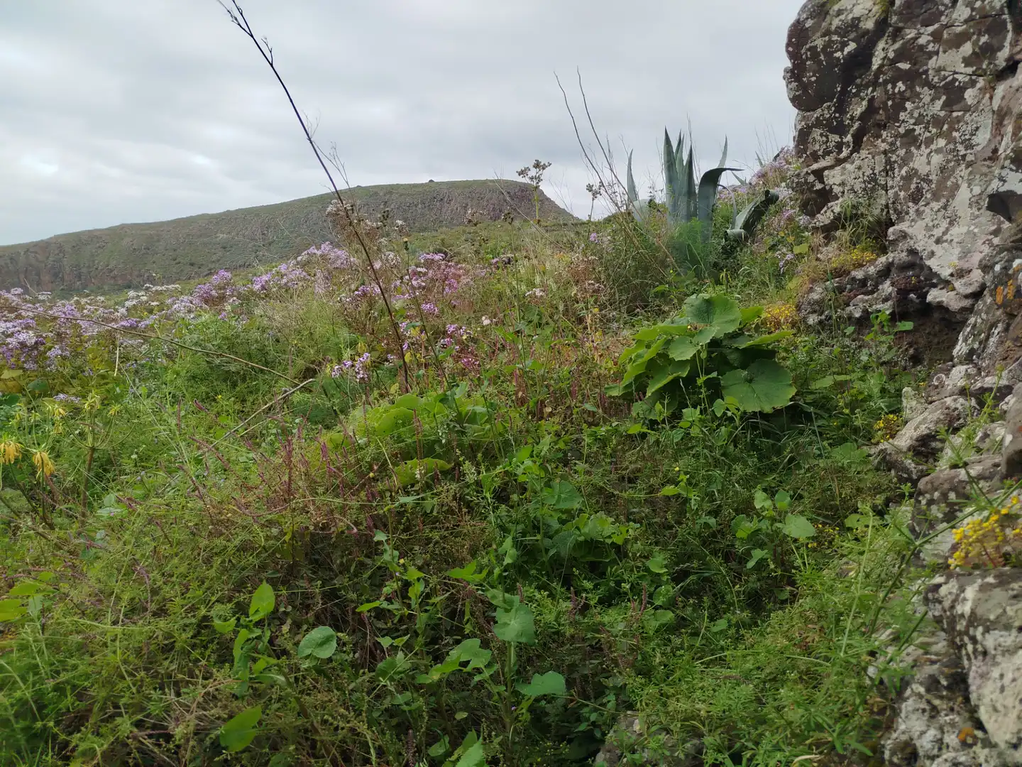Terrain rustique à vendre à Calle Melian 6, imagen 15
