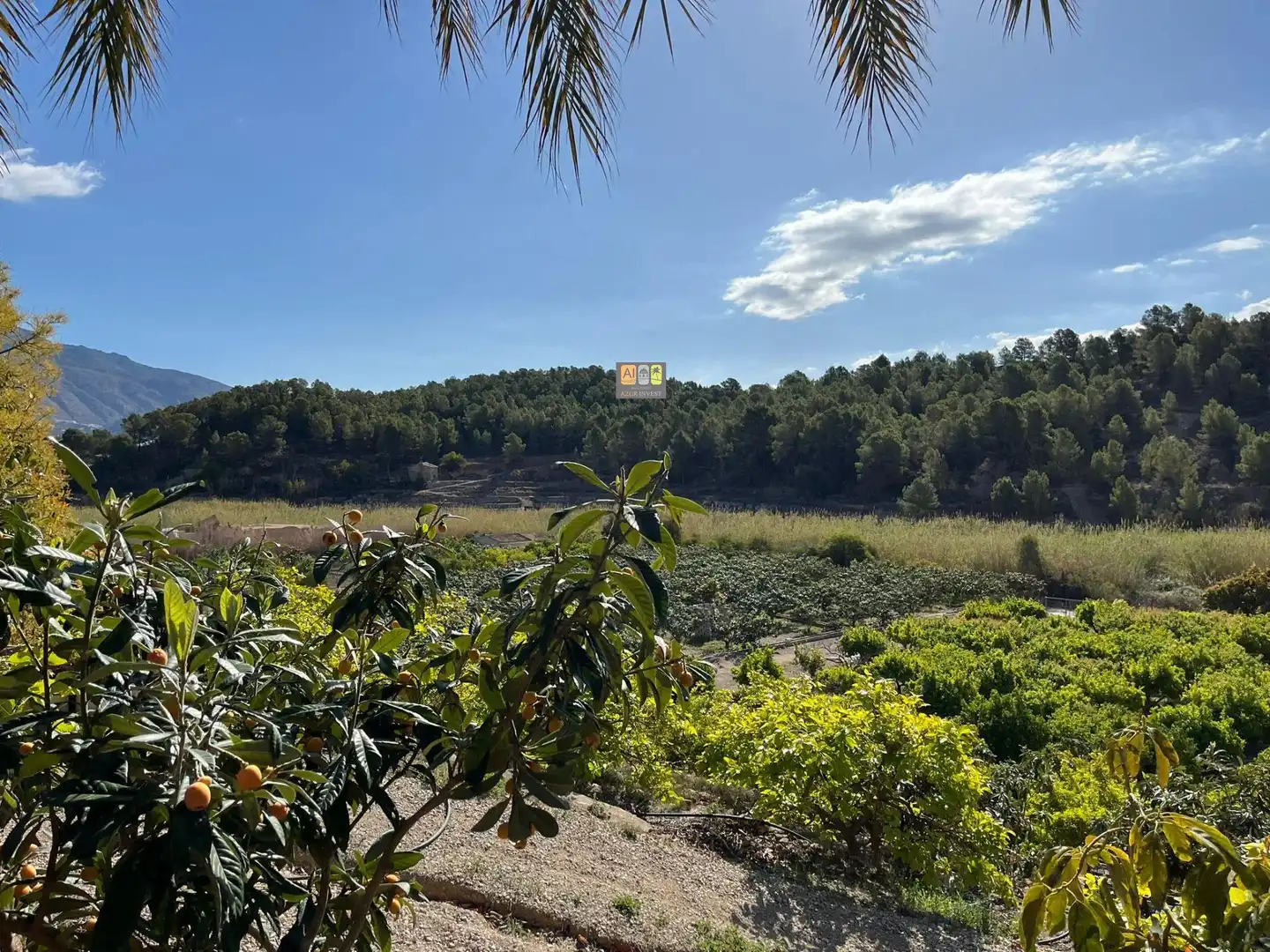Finca rústica en venda a Callosa d'en Sarrià