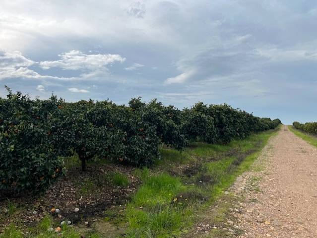 Terreno en Venta en Fuente Palmera