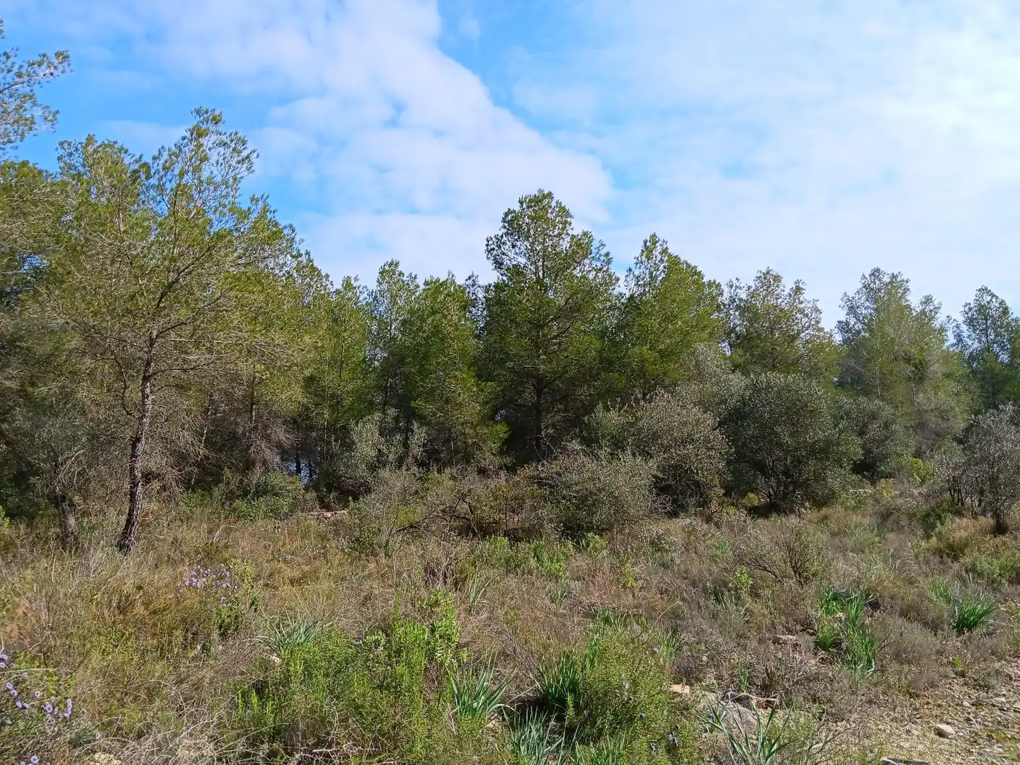 Lands and plots for sale in Ginestar, imagen 10