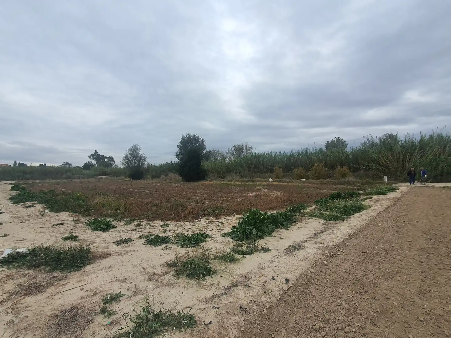 Terreny rústic en venda a Ceutí, imagen 4