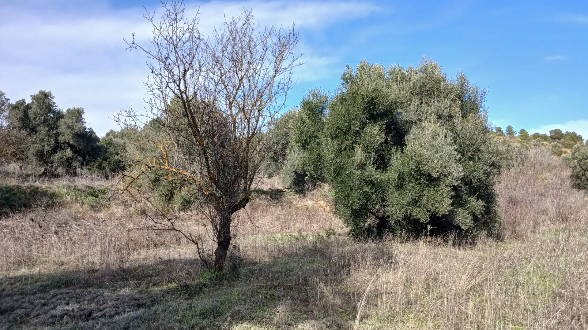 Terreni e lotti in vendita a Calaceite, imagen 8