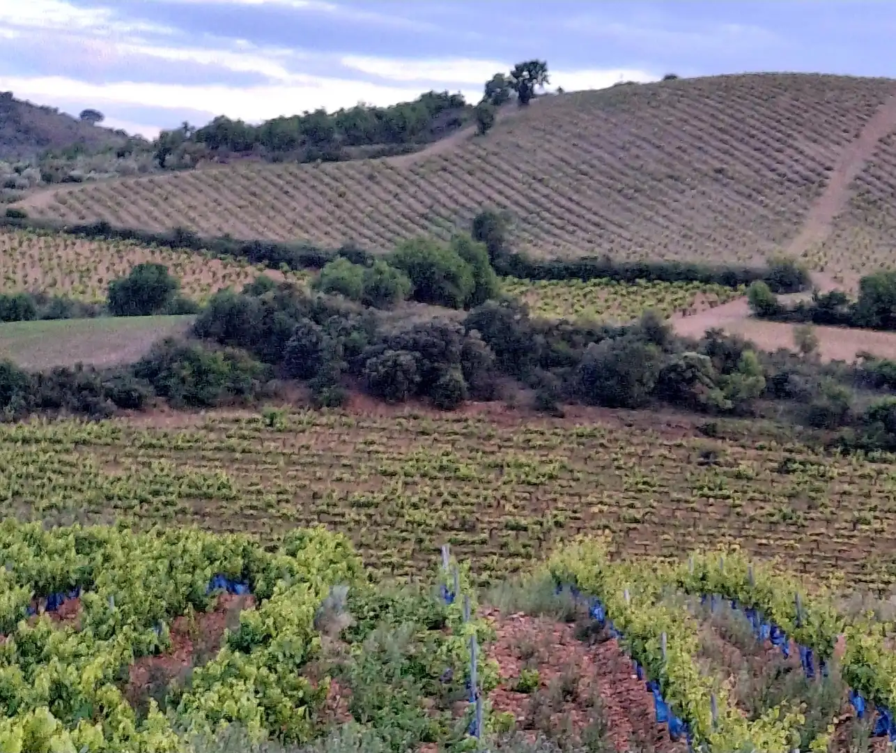 Exterior view of Land for sale in Cariñena