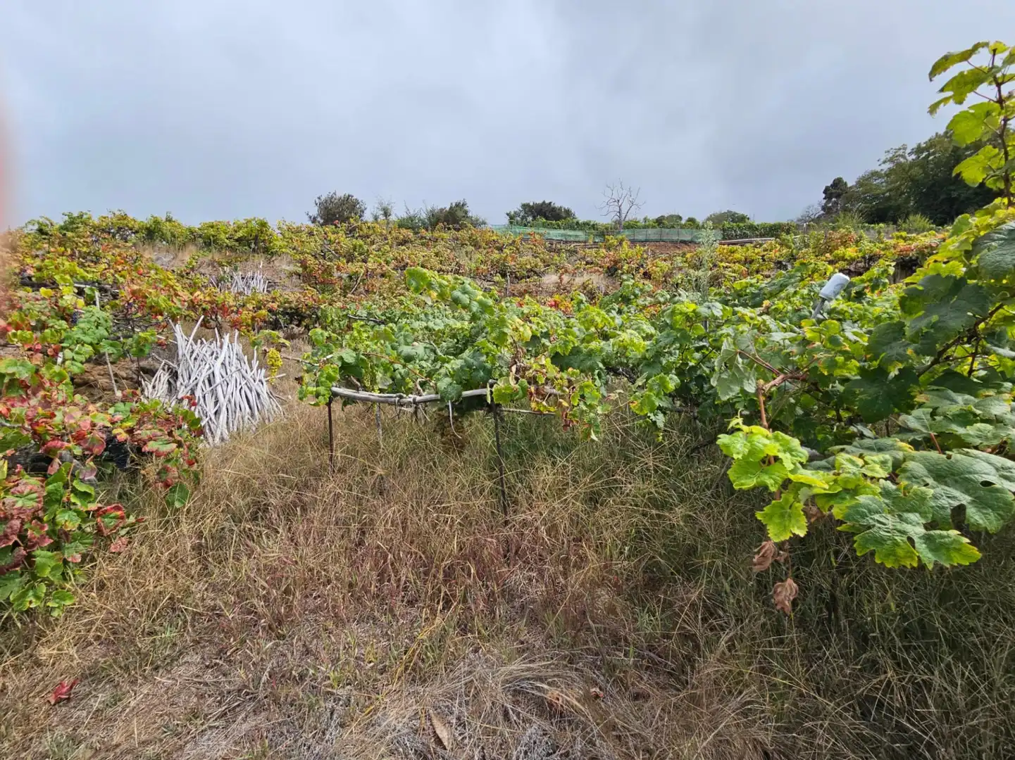 Terrenos y solares en venta en Santa Úrsula - Calle Monroy, imagen 11