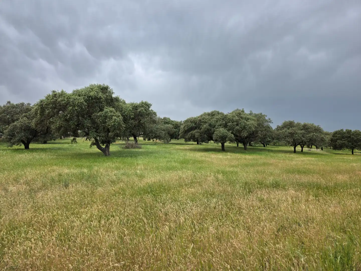 Terreni e lotti in vendita a Olivenza, imagen 14