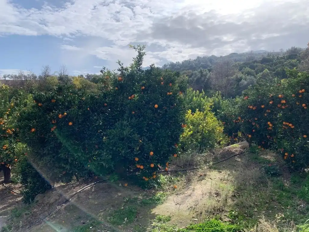 Finca rústica en venta en Lecrín