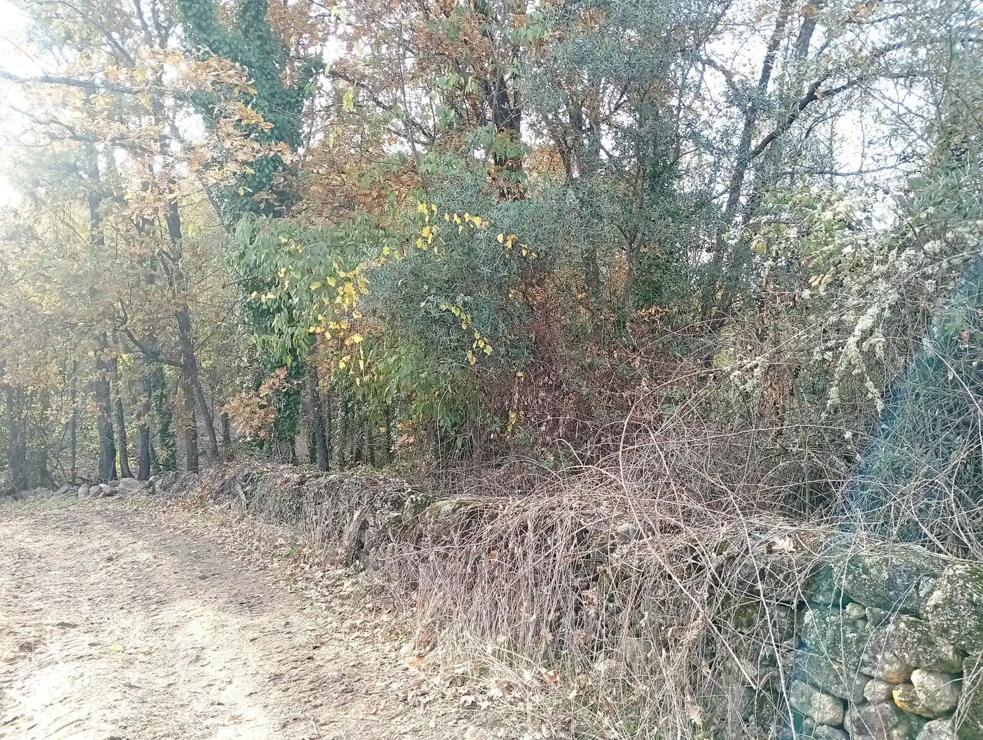 Terreni e lotti in vendita a Viandar de la Vera, imagen 9