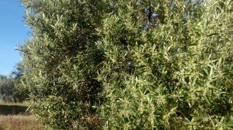 Finca rustica en venta en Baena, immagine 2