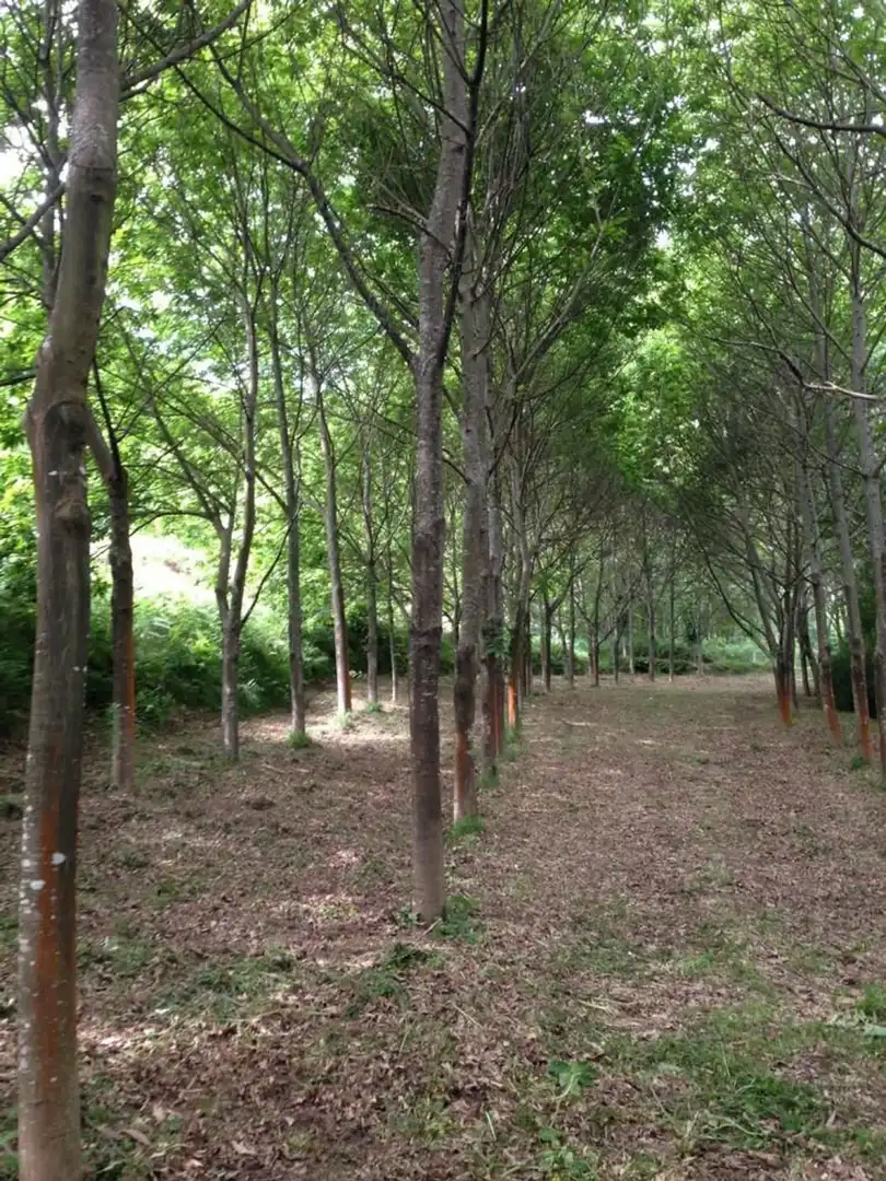 Rural land for sale in Parroquias Rurales, imagen 15