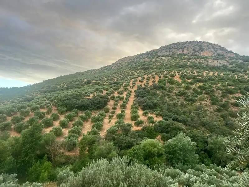 Terreno rústico en venta en Algarinejo, imagen 10