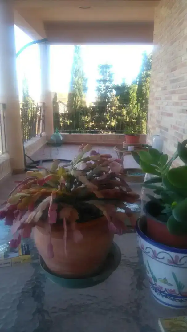 Finca rústica en venda a Calle Murcia, 24, Montepinar - La Aparecida - Raiguero
