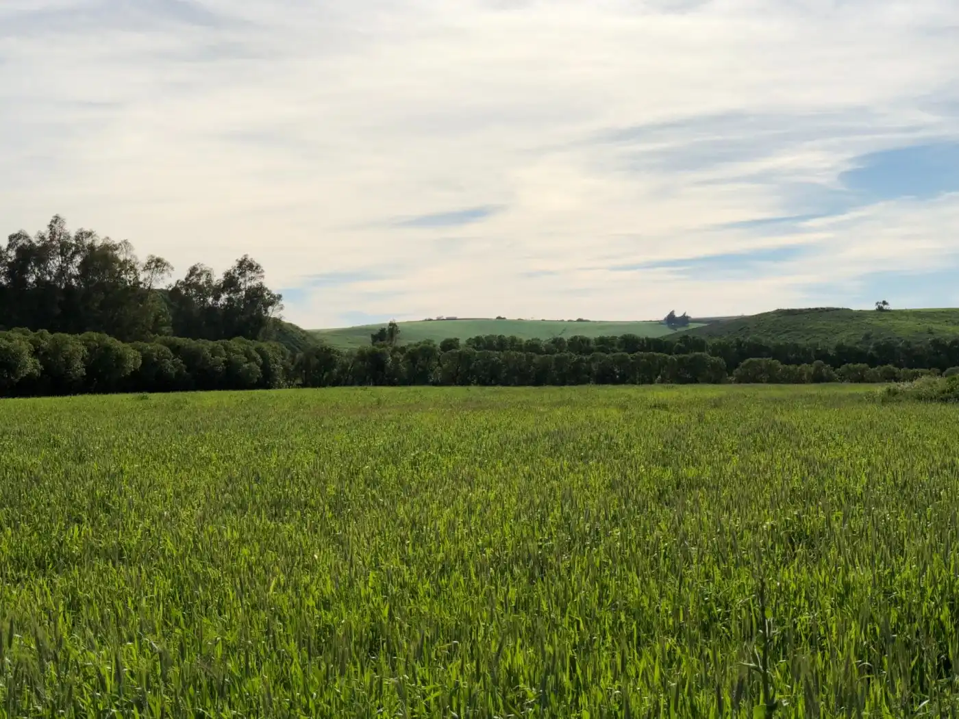 Terreno industrial en venta en Jerez de la Frontera