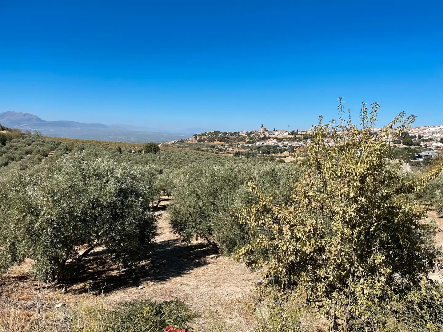 Terrenos y solares en venta en Úbeda, imagen 3