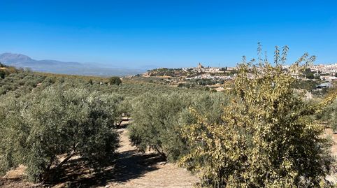 SE VENDE FINCA 700 OLIVOS EN ÚBEDA, immagine 3