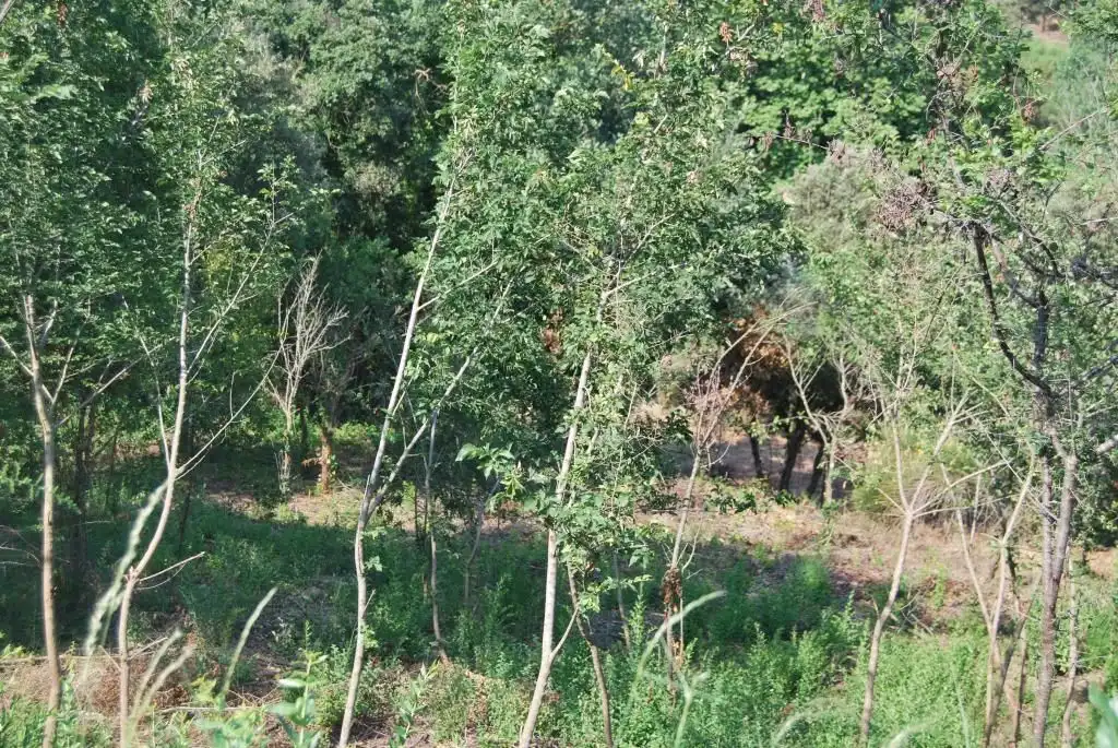 Terreny rústic en venda a Sant Celoni, imagen 24