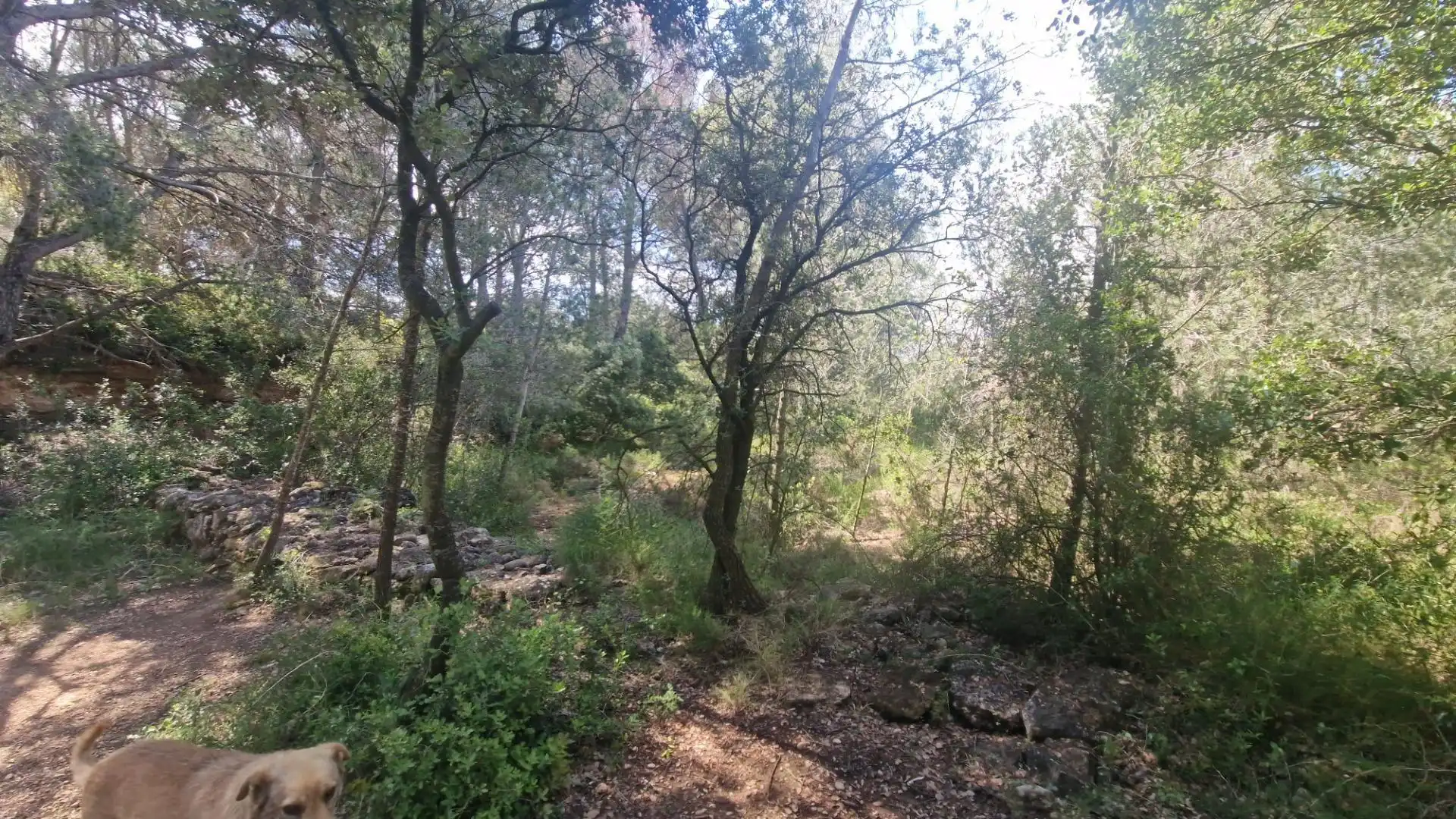 Terreno rustico in vendita a Valls, imagen 31