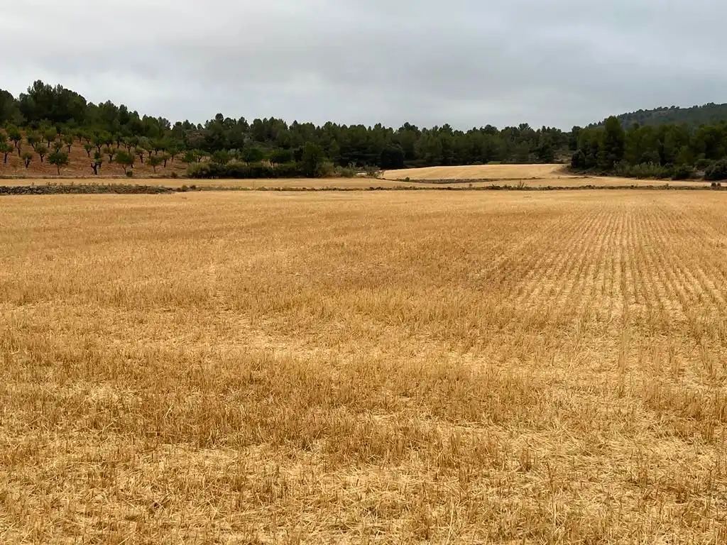 Grundstücke zum Verkauf in Peñas de San Pedro